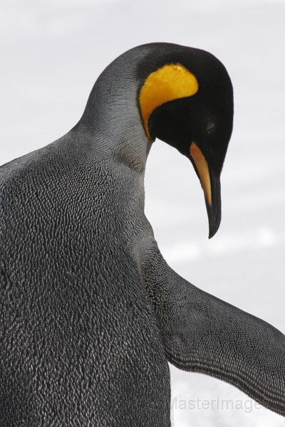 IMG_3280c.jpg - King Penguin (Aptenodytes patagonicus)